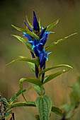 Genziana di Esculapio presso Valle delle Seghe. Dolomiti di Brenta.